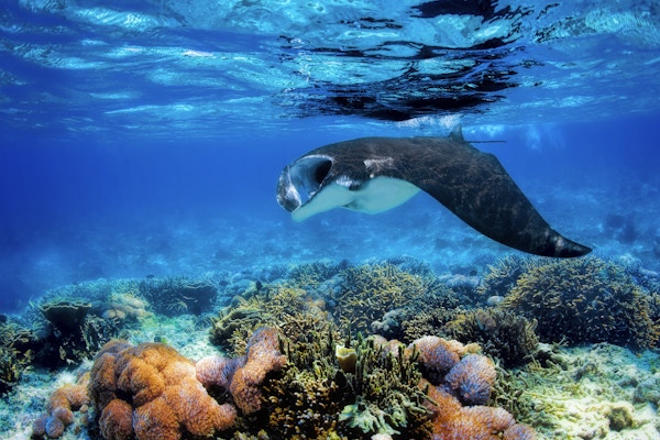 Piggrokke som svømmer over et korallrev i det blå Komodo-vannet