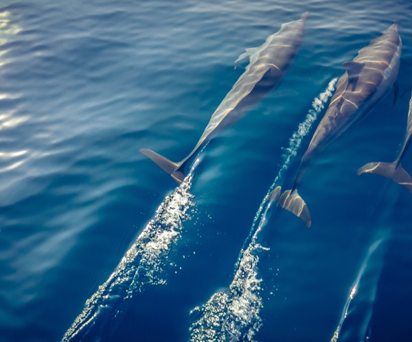 En flokk med delfiner som svømmer foran en båt