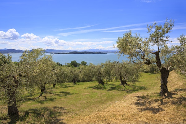 Utsikt fra en høyde med oliventrær ned til Trasimeno-sjøen i Umbria, Italia. I sjøen er øya "Isola Polvese". Dette bildet er tatt nær Montecolognola.