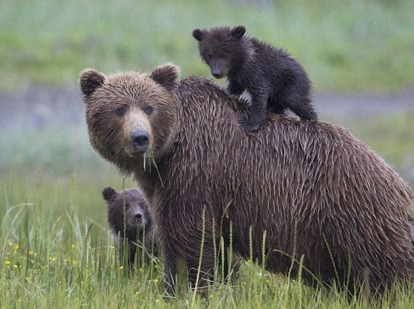Alaskan Brown Bear Cubs med mor. Spring cub liker å ri på Mothers Back. Fotografert i Lake Clarke nasjonalpark, Alaska.