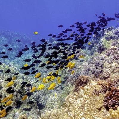 Landskap under havoverflaten på Hawaii med en stim av tropiske fisker som svømmer innover