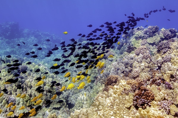 Landskap under havoverflaten på Hawaii med en stim av tropiske fisker som svømmer innover