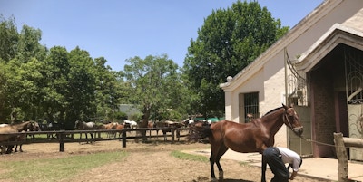 Flotte hester i landlige omgivelser