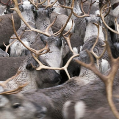 Mange reinsdyr står i tett flokk