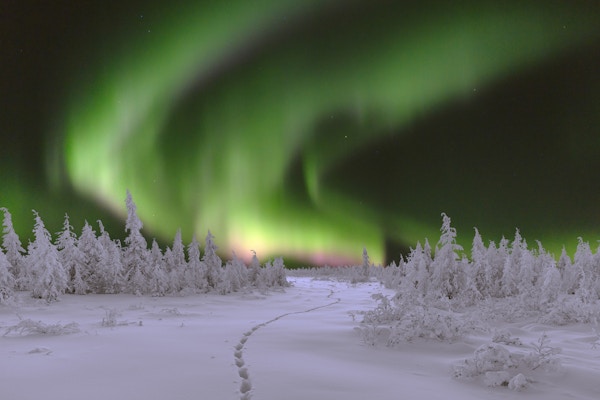 Vinternattslandskap med skog og polarnordlys