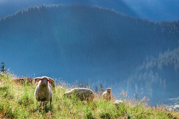 Vakker flokk med sauer som beiter ved daggry, Tatra-fjellene, Polen