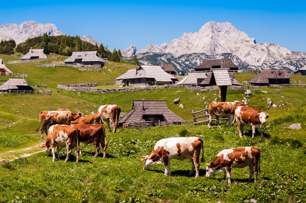 Kyrne og hyrdas hytter på Big Pasture Plateau i Slovenia i Kamnik Savinja-Alpene nordøst for Kamnik, Slovenia.