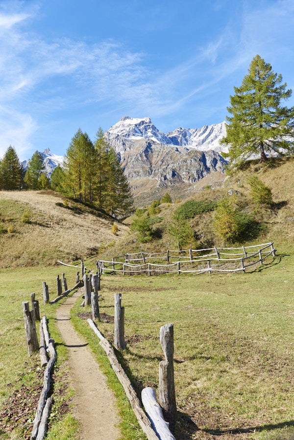Villsti i Alpe Devero. Baceno kommune. Province of Verbano-Cusio-Ossola. Piemonte. Italia.