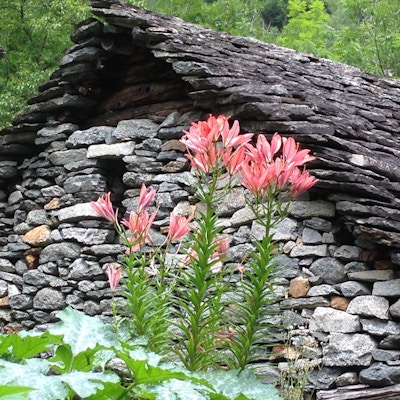Italia lago maggiore cavandone casa in pietra hus blomst