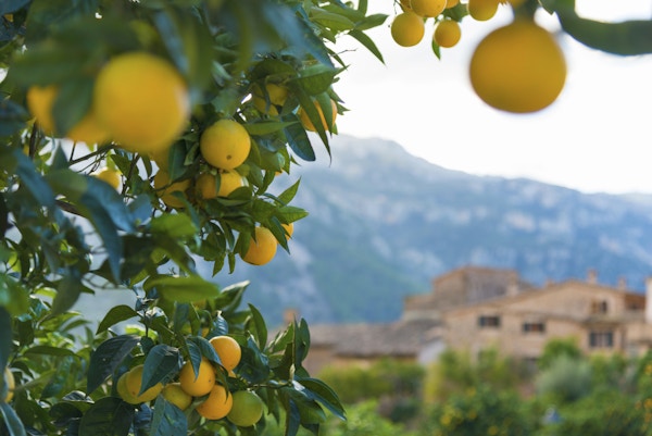 Typisk utsikt i den berømte landsbyen Fornalutx nær Soller. På Mallorca, Spania.