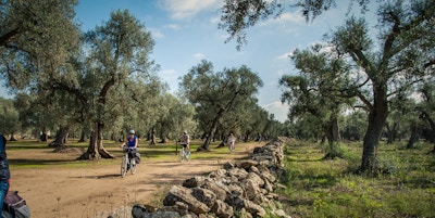 En gruppe mennesker sykler blant oliventrær i Puglia