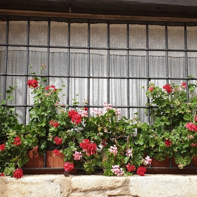 Gammelt vindu med røde blomster i blomsterkasse utenfor. Vinduet er i et middelalderhus med tykk steinmur.