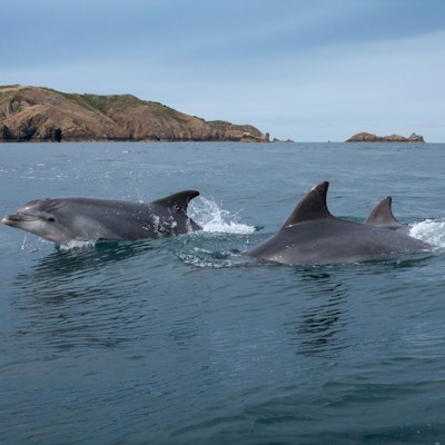 To delfiner svømmer i vann
