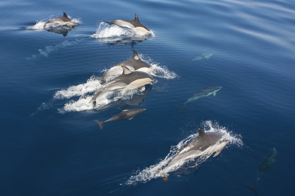 delfiner i sjøen, utsikt ovenfra.