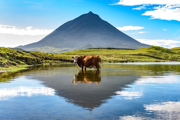 En ku har et øyeblikks hvile, og står i en innsjø nær det ikoniske fjellet Pico, gjenspeilet i vannet.