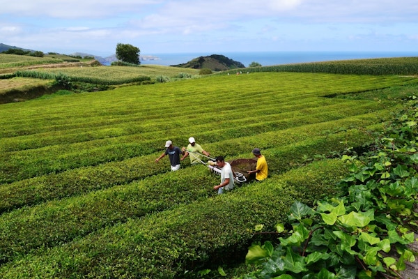 Portugal azores gorreana tea plantation