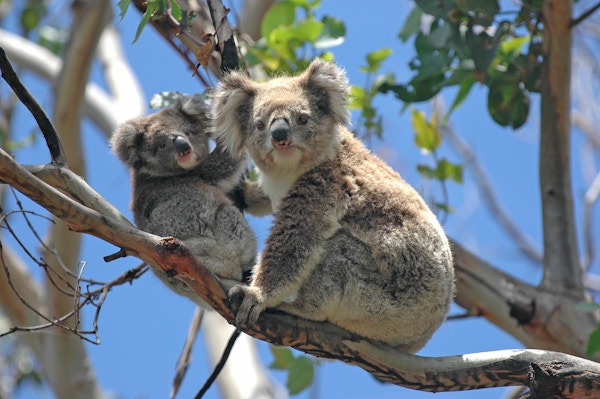 Ville koalaer langs Great Ocean Road, Victoria, Australia