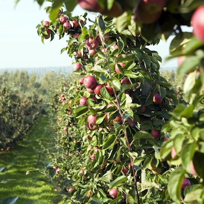 Mange epletrær med frukt står tett i tett nedover på en gård