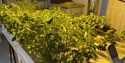 Planter dyrket i et hydroponi