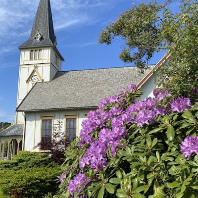 Den hvite kirken Grimstad Kirke bak en busk med lilla blomstrende rhododendron