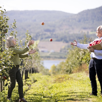En dame og mann kaster epler til hverandre mellom epletrærne på gården