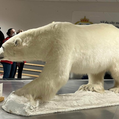 Utstoppet isbjørn på museum.