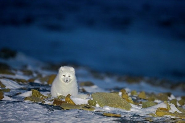Polarrev hvit som sitter blant stein og snø