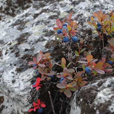 Bærvekster i naturen på Røros