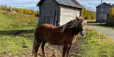 Hest i brunt og blakk som står i innhengning med et skur i bakgrunnen