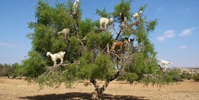Marokkanske geiter i et Argan-tre (Argania spinosa) som spiser Argan-nøtter