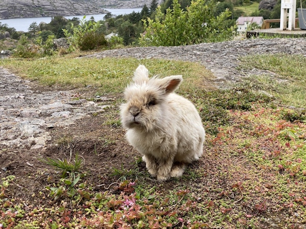 En liten beige og hvit kanin sitter på bakken