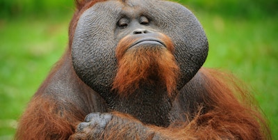 nærbilde av en stolt orangutang