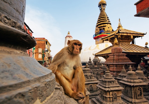 Sitter ape på swayambhunath stupa i Katmandu, Nepal