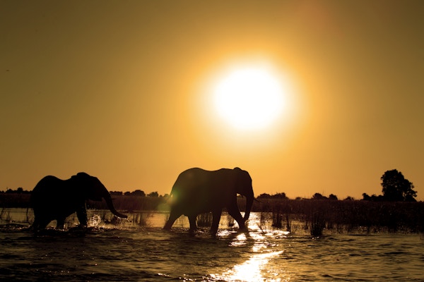 Elefanter som krysser Chobe-elven ved solnedgang