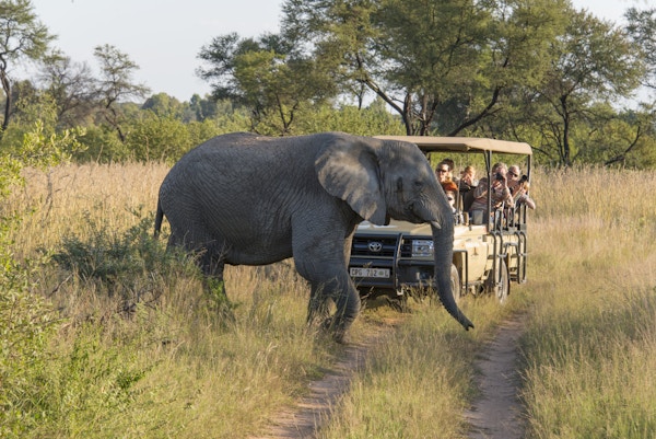 Entabeni, Sør-Afrika - 21. april 2014: Turister i et safarikjøretøy ved savannen, som ser på en elefant som krysser veien.