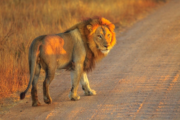 Voksen mannlig løve som står på grusvei inne i Kruger nasjonalpark, Sør-Afrika. Panthera Leo i naturtypen. Løven er en del av de populære Big Five. Soloppgang lys. Fra siden.