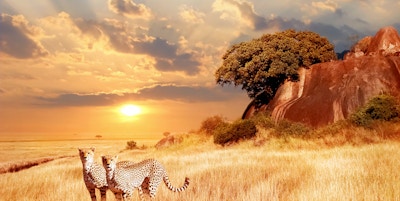 Cheetahs i den afrikanske savannen på bakgrunn av vakker solnedgang. Serengeti nasjonalpark. Tanzania. Afrika.