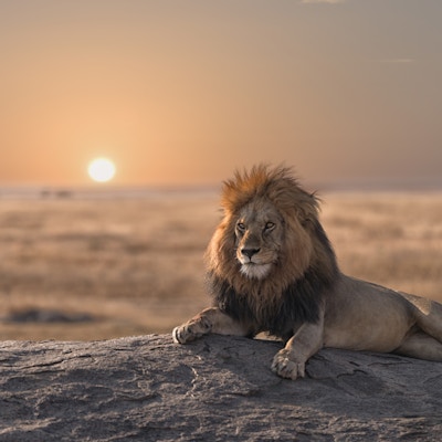 Løve i Serengeti nasjonalpark, Tanzania.