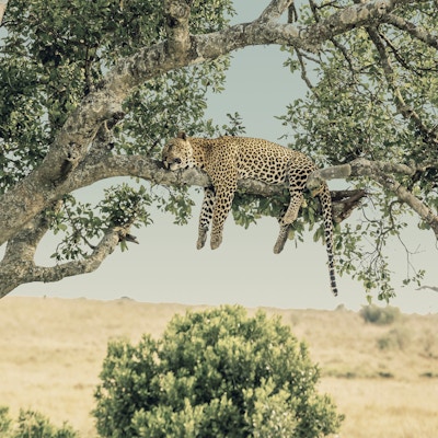Leopard hviler etter å ha spist / fôret med full mage - veldig slapp og fri