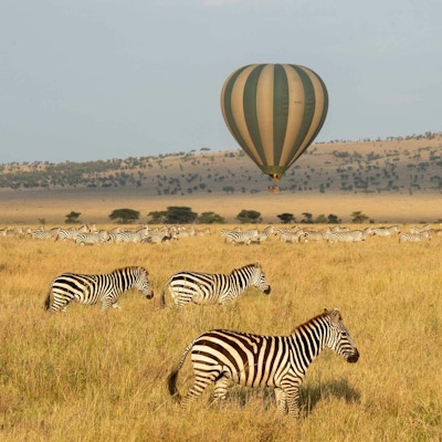 Luftballong som svever lavt over gressende sebraer på Serengetis sletter