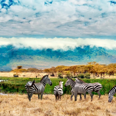 Sebraer fra Ngorongoro-krateret. Tanzania, Afrika.