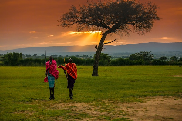 Afrikanske Masai Warriors ved soloppgang med Acacia Tree