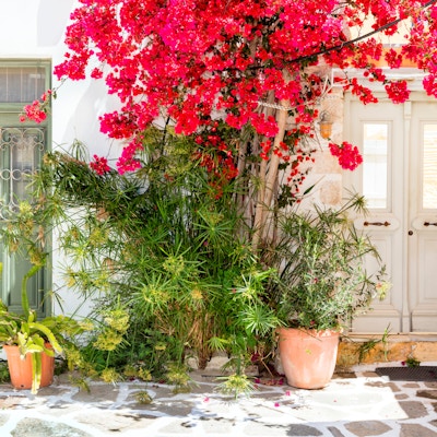Gamle tredører, tre- og Bougainvillea-blomster, Paros, Hellas. Paros er en gresk øy i det sentrale Egeerhavet, den ligger vest for Naxos.