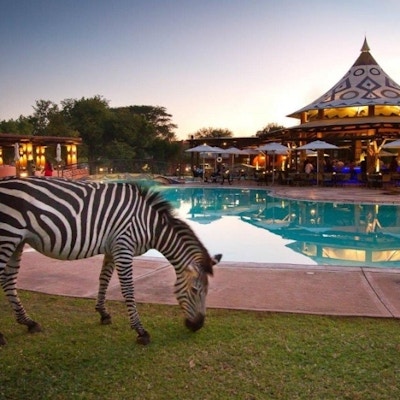 Zebra koser seg også ved bassenget