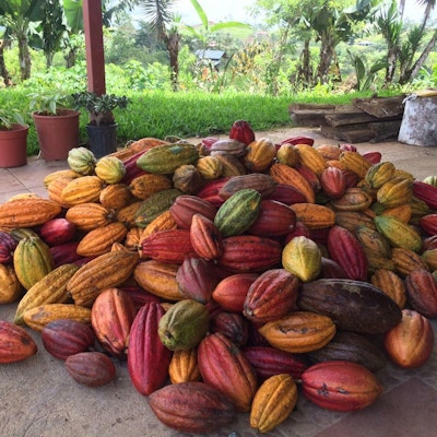 Moden kakaofrukt haug