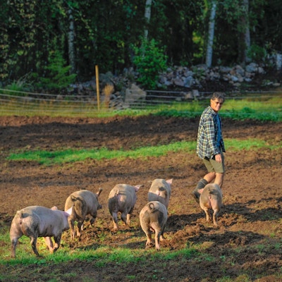 Seks griser som hører til gården lunter etter en mann ute