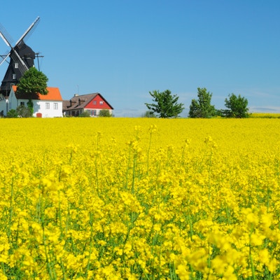 En blomstrende rapsåker med gammeldags vindmølle under klarblå himmel om sommeren i Kronetorp Skåne Sverige.