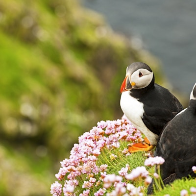 Atlantisk lundefugl som sitter på gresset på Orkneyøyene.