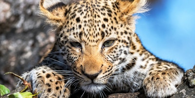 Leopard Cub of the Tlangisa Female Leopard. Photo'd i Dulini Private Game Reserve, Sabi Sands, Sør-Afrika.