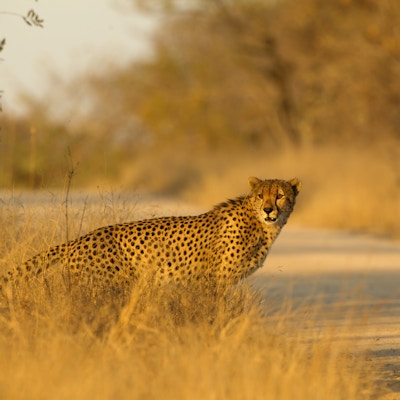 Mannlig gepard ser seg rundt før han kommer inn på veien ved Kruger nasjonalpark